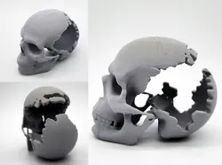 Gouged-Out Skull