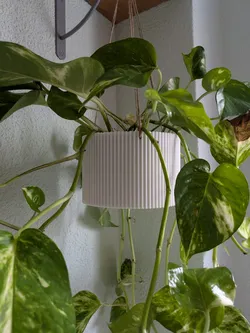 Hanging Pot