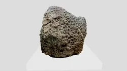 Coral Stone Sample