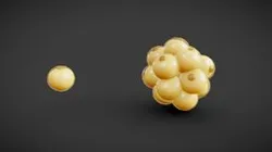 Adipocyte Fat Cell Anatomy