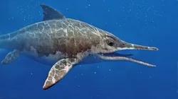 Ophthalmosaurus