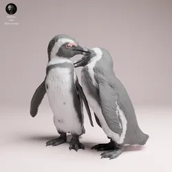 African Penguins
