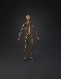 nervous system anatomy model with glowing orange nerves full body de