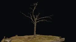 Dead pine tree photogrammetry