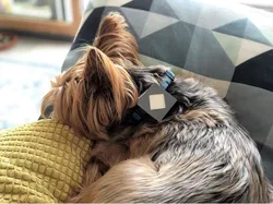 Samsung SmartThings GPS Tracker Dog Collar Mount