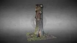The tree