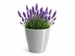 Maceta Minimalista de Lavanda - Modelo de impresión 3D gratuito