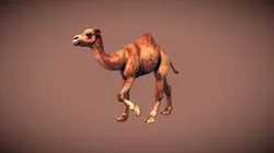 Dromedary Camel
