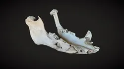 Wild Boar Mandible