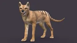 Marsupial wolf - Thylacine