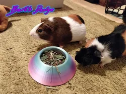 Myszomiska V1.0- non-tipping bowl for rodents