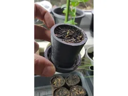 Plant Pot
