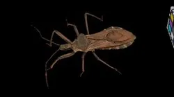 CC0 オオトビサシガメ Ootobi Assassin Bug, I. obscurus