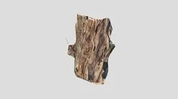 Eucalyptus tree bark