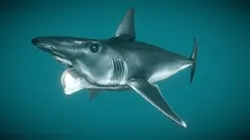 Helicoprion Bessonowi