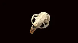 Myocastor coypus skull