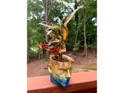 Poly Head Planter