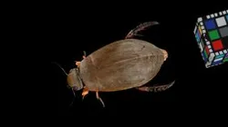 CC0 クロゲンゴロウ ♂ Black Diving Beetle, C. brevis