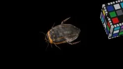 CC0 シマゲンゴロウ ♀, Hydaticus bowringii