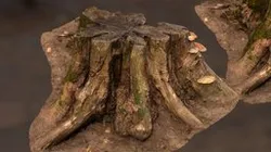 Old wood stump with LOD's 8K textures