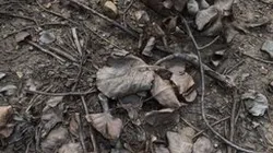 withered Poplar branch leaves