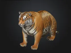 Chunky tiger