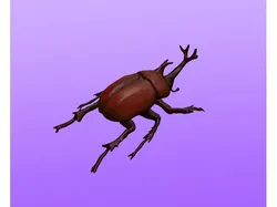 Japanese Rhinoceros Beetle