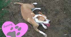 Dog paw imprint and heart
