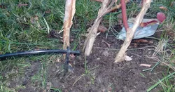 watering holder