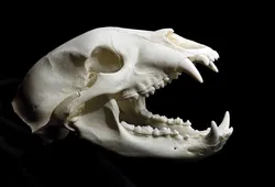 Black bear skull (very high quality)