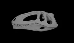Giganotosaurus Skull (Remake)
