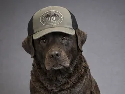 LABRADOR RETRIEVER