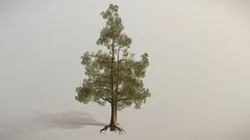 Pine tree