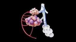 Bronchioles and Alveoli Anatomy