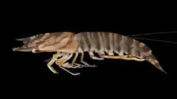 CC0 クルマエビ 🦐 Japanese Tiger Prawn, M. japonicus