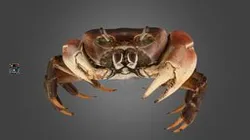 CC0 ミナミオカガニ 🦀 ♀ Brown Land Crab, C. carnifex