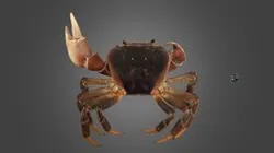 CC0 ミナミオカガニ 🦀 ♀ Brown Land Crab, C. carnifex