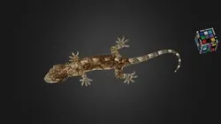 CC0 ミナミヤモリ 🦎 Hokou Gecko, Gekko hokouensis