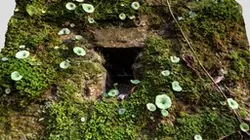 Hole in green mossy wall
