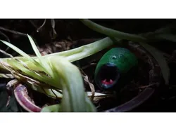 Plant monster