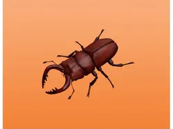 Sawtooth Stag Beetle