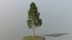 Birch Tree
