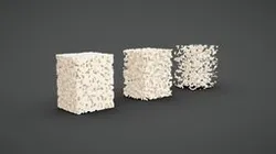 Bone Tissue Structure