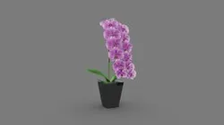 Phalaenopsis05