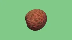 3D Scanned Lychee