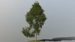 Birch Tree