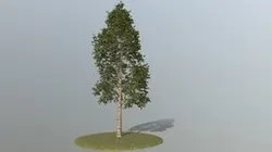 Birch Tree