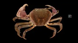 CC0 ミナミオカガニ 🦀 ♂ Brown Land Crab, C. carnifex