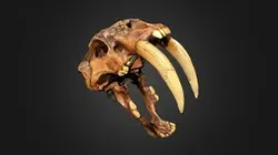 Saber-Toothed Tiger Cat - Ice Age Smilodon