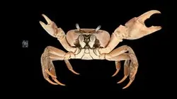 CC0 ミナミオカガニ 🦀 ♂ Brown Land Crab, C. carnifex